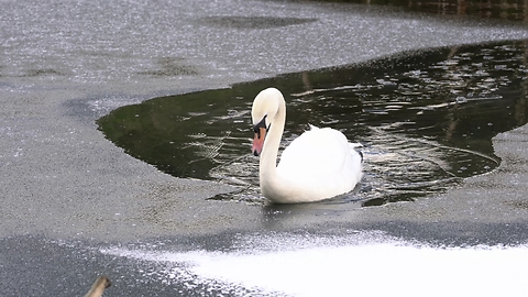 Swan Acts As Icebreaker For Ducks To Swim Through Frozen Lake