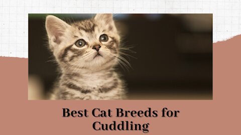 Best Cat Breeds for Cuddling in 2021