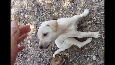 Little puppy who loves to play