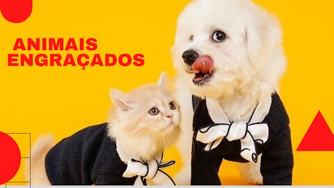 Cute baby animals Vídeos Compilação de momento mais fofo dos animais