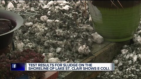 Taking Action For You: 7 Action News' test results prove E. coli in Lake St. Clair sludge