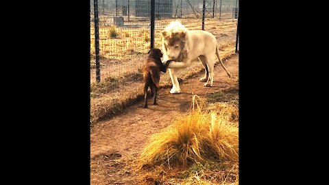 Lion handshake with black Dog For Forgiveness