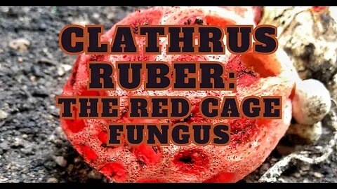 Clathrus Ruber The Red Cage Fungus