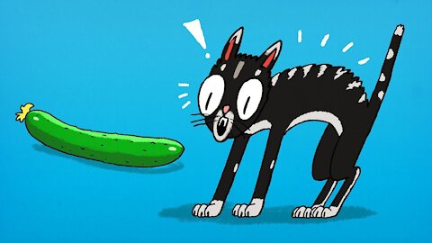 Funny cats and cucumber