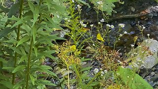 Golden Finch bathing