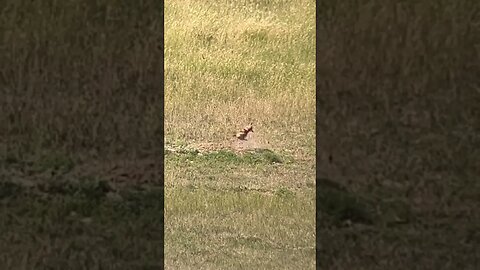 Pulverizing a varmint with a .223 at 157yds. #shorts