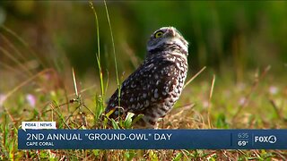 Second annual ground owl day Cape Coral