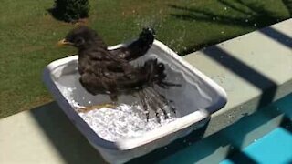 Uccellino fa il bagno in una mini-piscina