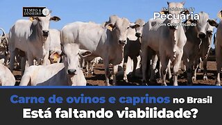 Carne de ovinos e caprinos no Brasil.Está faltando viabilidade? Celso Ricardo comenta