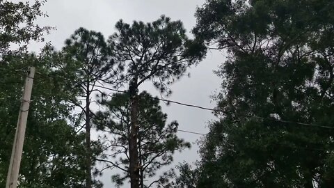 Tree climbing and cutting a big pine tree down
