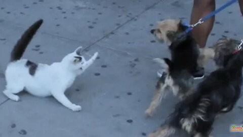 Crazy cats attacking dogs AGAIN / CATS FUNNIEST ATTACK COMPILATION
