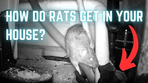 CAUGHT ON CAMERA! - Brown Rat GETS IN YOUR HOUSE like this?