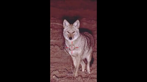 Hunting Coyotes #shorts #dogs #animals #hunter #036