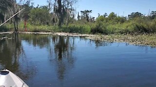 Alligator Scavenger Hunt