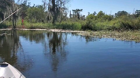 Alligator Scavenger Hunt