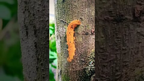 Caterpillars of the Amazon Rainforest