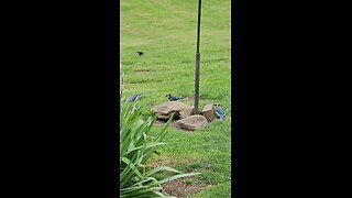 A Bevy Of Bluejays