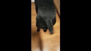 Cane corso makes fast tail movement while eating