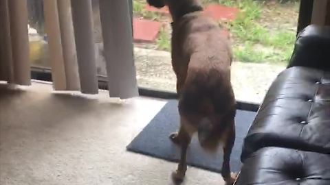 Overly Excited Dog Chases Cat Through A Closed Window