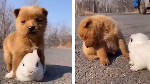 Cute Puppy falling asleep on Road