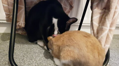 Cat and bunny caught kissing in secret hiding spot