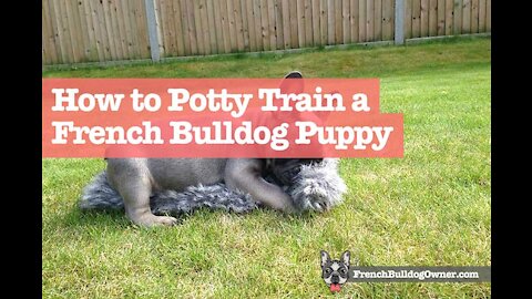 How to learn French Bulldog Puppy Potty Training:-Watch this video👇👇👇