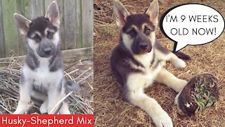 Cute Gerberian Shepsky puppy eats a treat outside