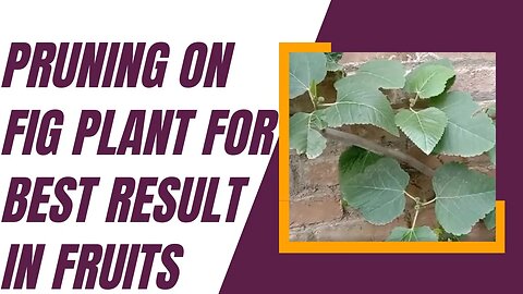 Fig Plant Pruning for Best Results in Fruits