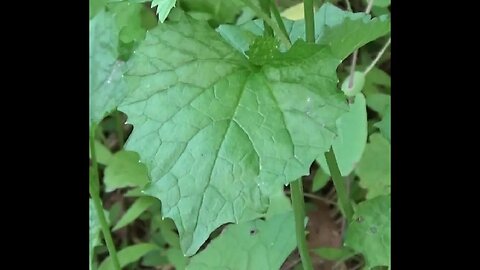 Garlic Mustard A Tasty & Healthy Wild Edible