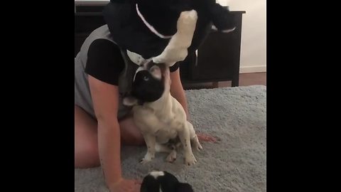 French Bulldog confused by Frenchie mascot head