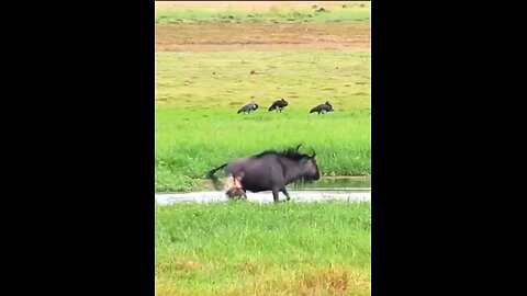 Wild Dogs Vs Wildebeest Big Trouble But Fail