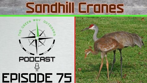 Podcast 75 - Sandhill Cranes - The Green Way Outdoors Podcast