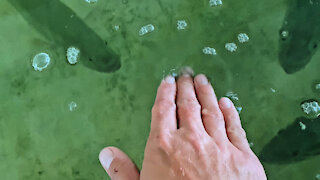 Hungry Fish BITES my Hand!