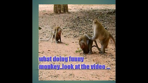 Aesop monkey force Queen monkey mating and very fast_