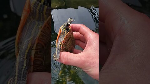 Cute painted turtle #shorts #turtle