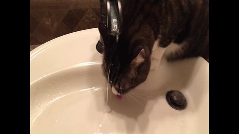 Cat Gets A Little Too Close to His Drink