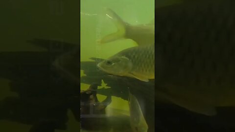 SERIUS BANGET !! Liatin Koleksi ikan Hampala Wader Abang Nilem Slayer Louhan Kiper banyak banget