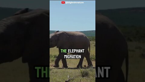 🐘 Elephant Migration: A Journey Across Continents 🌍 part 3 #shorts #short #education #elephant