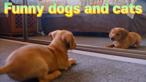 Dogs Funny Videos! Fun! Dogs🦊! Animal Funny Videos! Funny Cat video….