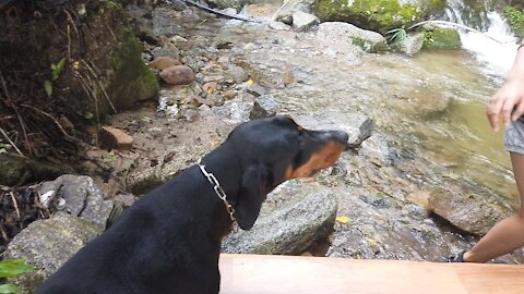 Dobermann Pinscher doesn't want to swim