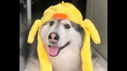 The Malamute wore a Duck Hat on its Head