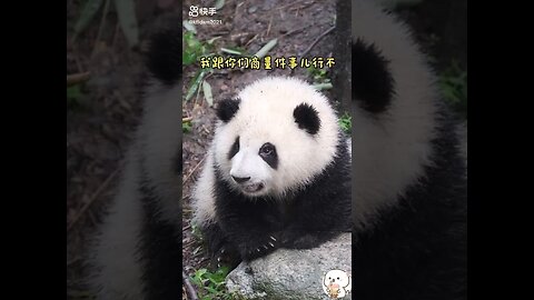 Baby Panda Cute Panda Videos Compilation