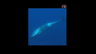 The Sperm Whale Facts #shorts #interestingfacts #whales