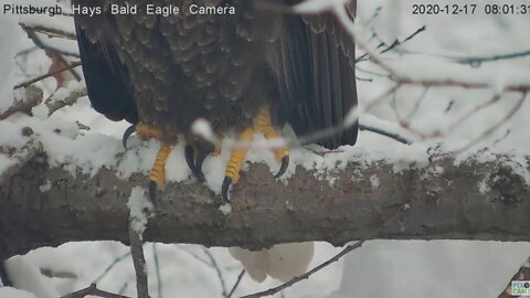 Hays Eagles Mom closeup of talons 2020 12 17 801am