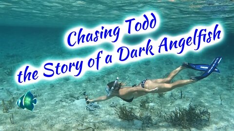 SDA45 Chasing Todd: the Story of a Dark Angelfish 🍷🌊🏝⚓️🐠