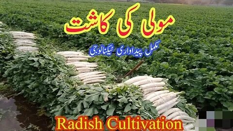 Radish Production Technology || Radish Cultivation || How to Grown Radish Crop