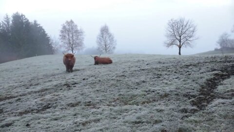 Dolomites Bison standing on the snow field