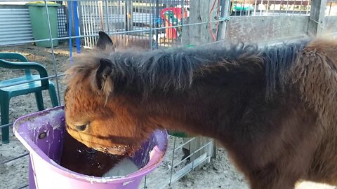 Feeding a brumby foal that was separate early from his mother.