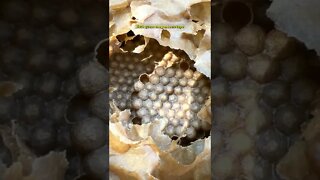 Revisando o sobreninho de uma colônia de abelhas Bugia #Shorts