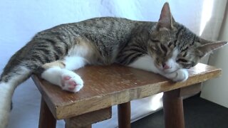 Cute Kitty Sleeps on a Chair